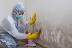  Leona Valley, CA Mold Remediation Pros